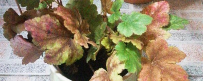矾根喜欢高盆还是矮盆 矾根喜欢高盆还是矮盆