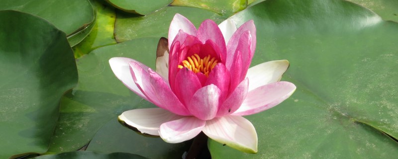 碗莲盆里有虫子怎么办 碗莲盆里有虫子怎么办