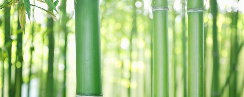 竹子的养殖方法及养护知识 竹子的养殖方法及养护知识