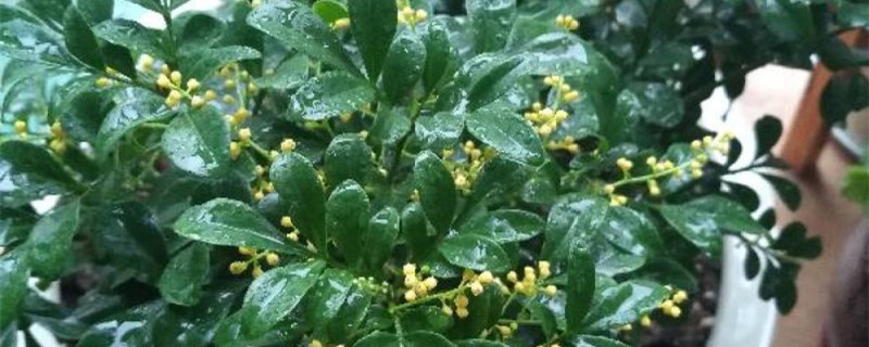 米兰花叶子发黄干枯怎么办