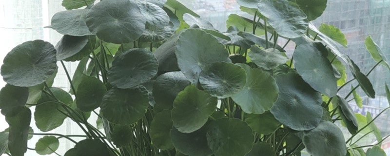 铜钱草夏天能晒太阳吗 铜钱草夏天能晒太阳吗