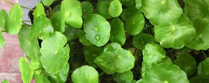 铜钱草的根茎怎么栽种 铜钱草的根茎怎么栽种