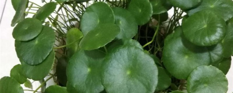 铜钱草自制营养液 铜钱草自制营养液