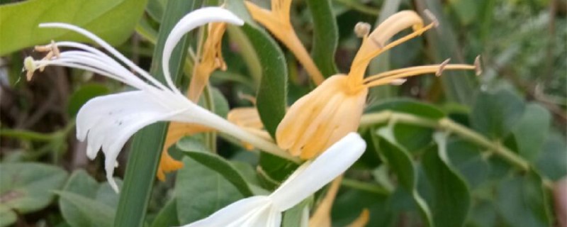 银花和金银花一样吗 银花和金银花一样吗