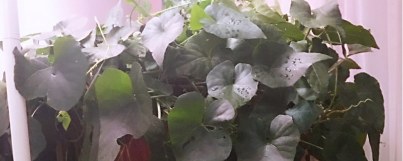 锦屏藤怎样过冬