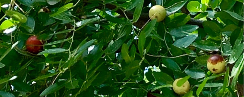 莲花菩提是什么果实 莲花菩提是什么果实