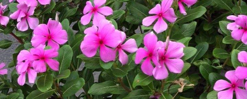 长春花好养吗 长春花好养吗