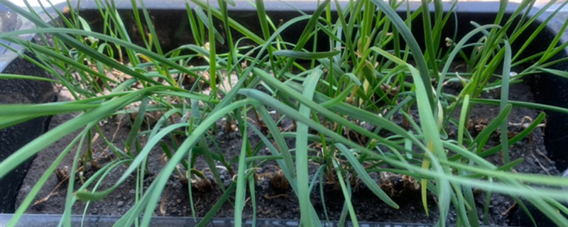 韭苔花苞能吃吗 韭苔花苞能吃吗