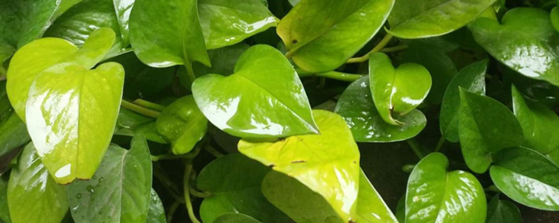 鬼藤是什么植物 鬼藤是什么植物