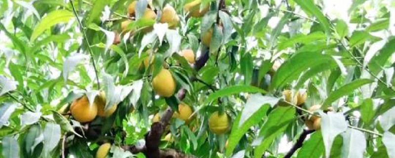黄桃是什么水果 黄桃是什么水果