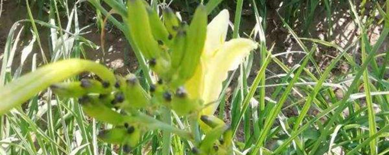 黄花菜没开花能吃吗 黄花菜没开花能吃吗