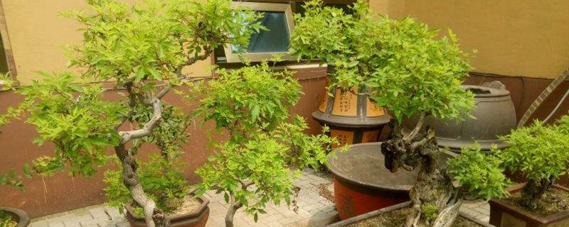 黄荆盆景什么时候剪枝 黄荆盆景什么时候剪枝