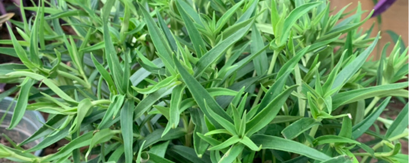 龙胆花和洋桔梗的区别 龙胆花和洋桔梗的区别