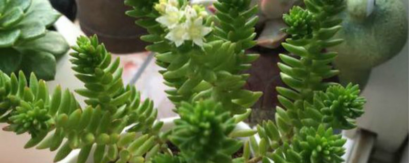 白花小松茎上长根须怎么办 白花小松茎上长根须怎么办