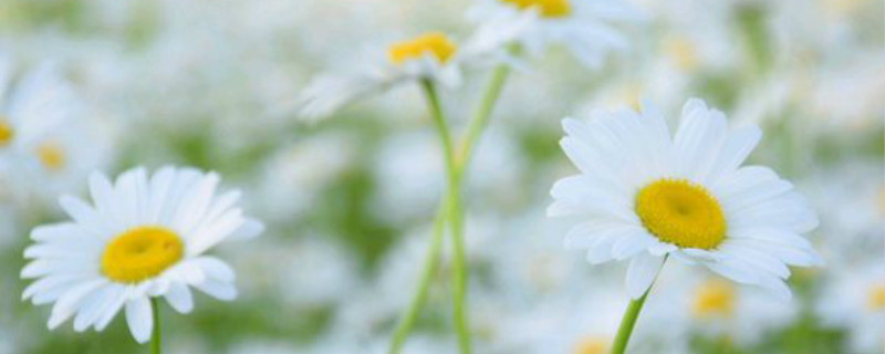 黄心白花瓣是什么花 黄心白花瓣是什么花