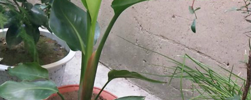 白花鹤望兰怎么换盆去根 白花鹤望兰怎么换盆去根