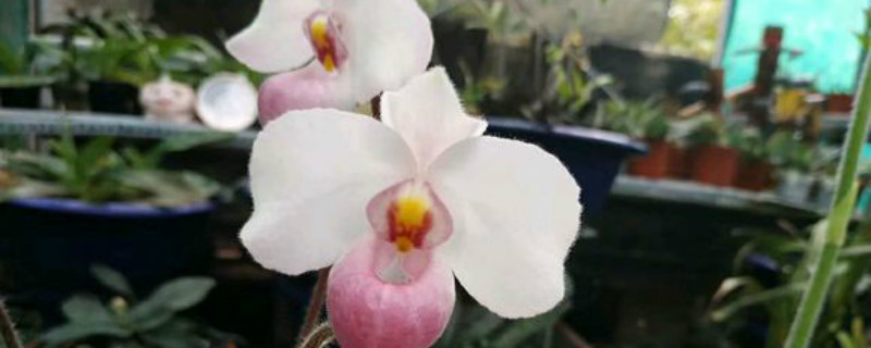 白花兜兰如何养 白花兜兰如何养