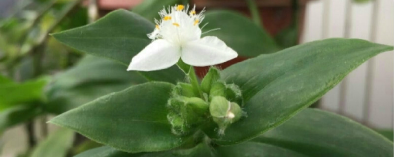 白花紫露草能吃吗 白花紫露草能吃吗