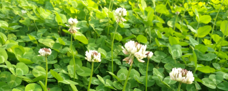 白花三叶草播种时间 白花三叶草播种时间