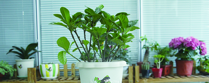 白花在家能养吗 白花在家能养吗