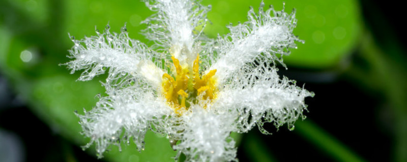 白花藿香蓟花语 白花藿香蓟花语
