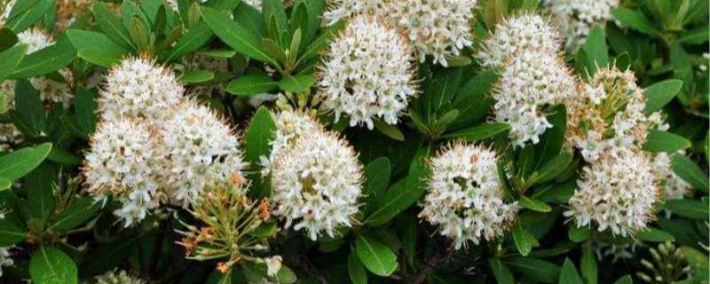 照山白花语 照山白花语