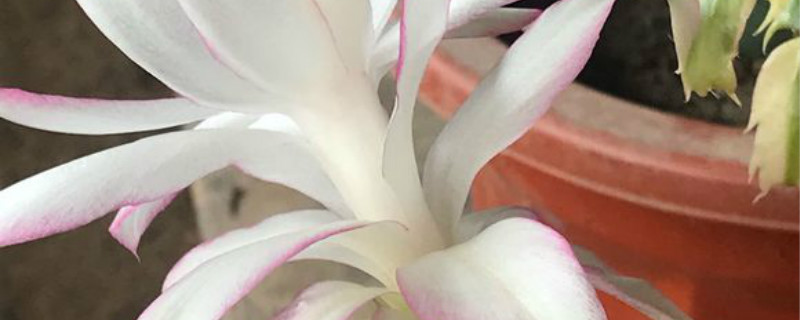 蟹爪兰开白花的有吗