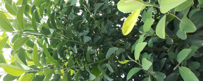 乐昌含笑是白花吗 乐昌含笑是白花吗