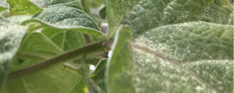 花长了白粉病怎么办 花长了白粉病怎么办