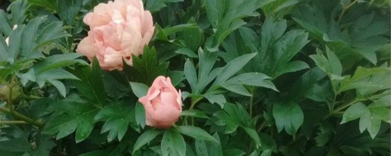 芍药白粉病如何防止 芍药白粉病如何防止