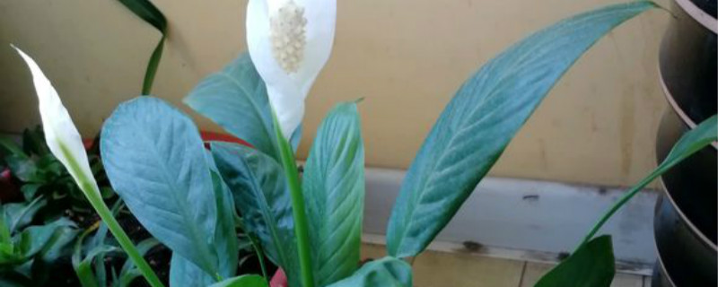 白鹤芋花变绿色怎么回事 白鹤芋花变绿色怎么回事