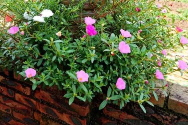 把花插在油桶里,疯狂晒7天,开成大花柱! 把花插在油桶里,疯狂晒7天,开成大花柱!