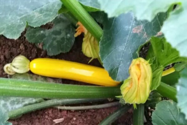 家里必养的花,秋天结一串黄金瓜,养一盆真招财! 家里必养的花,秋天结一串黄金瓜,养一盆真招财!