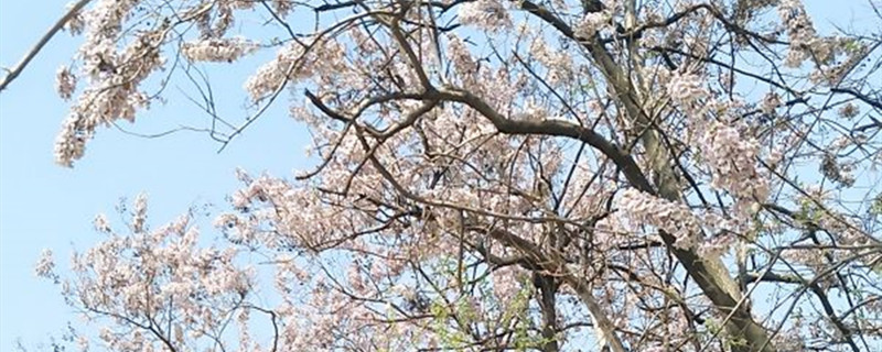 白花泡桐与泡桐差异 白花泡桐与泡桐差异
