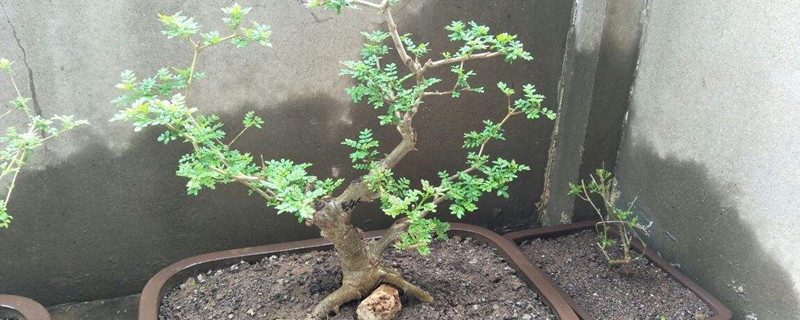 对节白蜡大面积落叶 对节白蜡大面积落叶