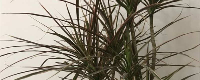 七彩铁花语是什么 七彩铁花语是什么