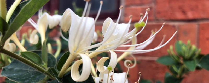 如何给金银花浇水 如何给金银花浇水