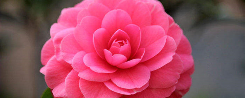茶花浇水浇哪里 茶花浇水浇哪里
