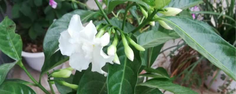 如何给夜来香浇水