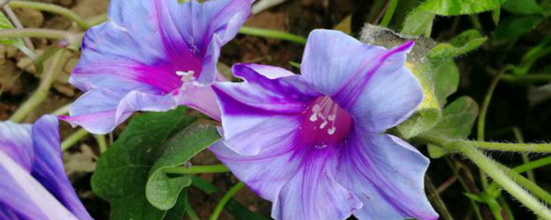 如何给牵牛花浇水 如何给牵牛花浇水