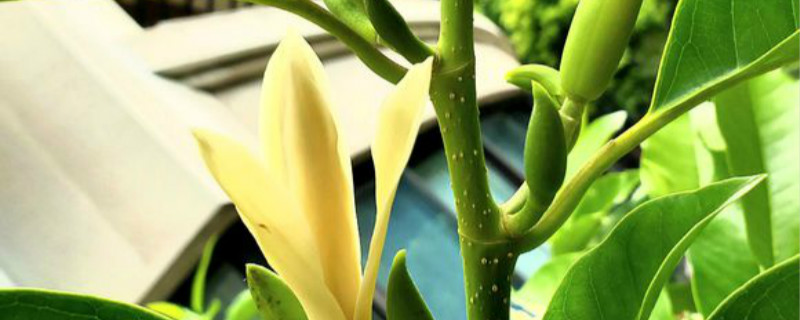 如何给白兰花浇水 如何给白兰花浇水
