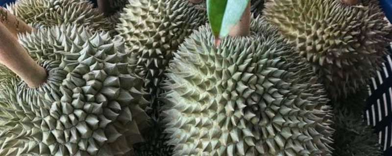 如何给榴莲浇水 如何给榴莲浇水