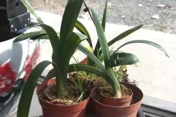 9月后,这3种花需要大补肥,灌点它,越长越有劲儿! 9月后,这3种花需要大补肥,灌点它,越长越有劲儿!
