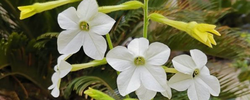 如何给花烟草浇水 如何给花烟草浇水