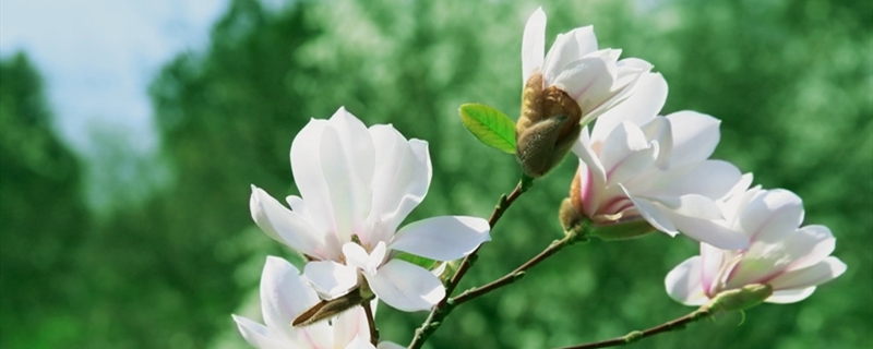 如何给木兰花浇水 如何给木兰花浇水