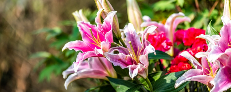 如何给百合花浇水 如何给百合花浇水