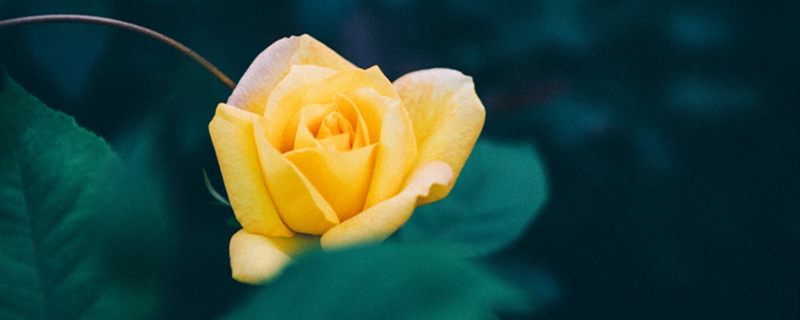 如何给月季花浇水 如何给月季花浇水