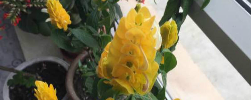 如何给金苞花浇水 如何给金苞花浇水