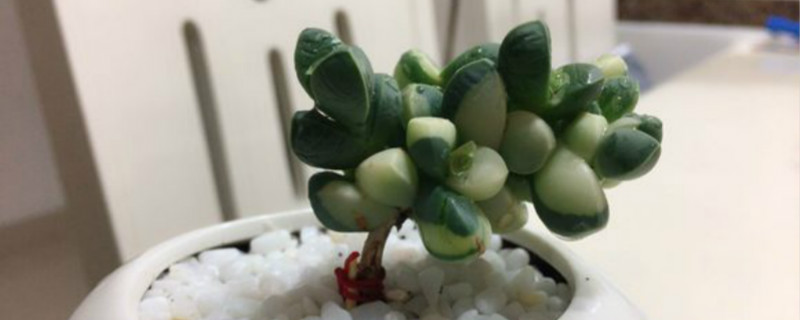 如何给鹿角海棠浇水 如何给鹿角海棠浇水