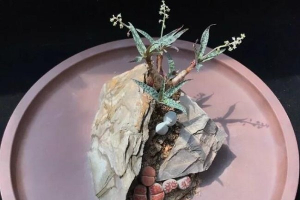 厨师改行养多肉,色香味俱全,馋得人流口水! 厨师改行养多肉,色香味俱全,馋得人流口水!